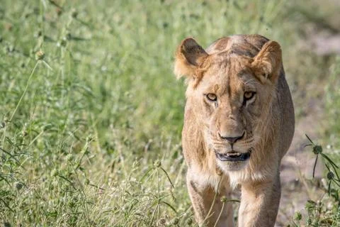 Lion walking towards the camera. Foto stock