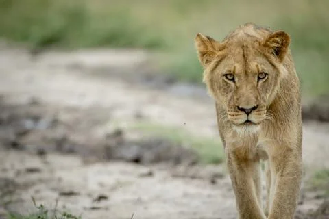 Lion walking towards the camera. Stock Photos