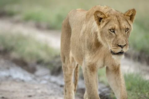 Lion walking towards the camera. Stock Photos