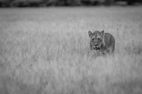 Lion walking towards the camera. Stock Photos