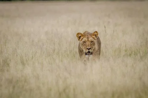 Lion walking towards the camera. Stock Photos