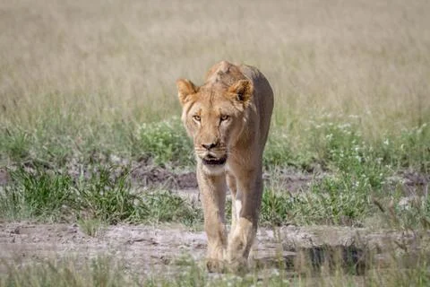 Lion walking towards the camera. Stock Photos