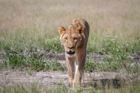 Lion walking towards the camera. Foto stock