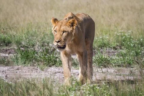 Lion walking towards the camera. Stock Photos