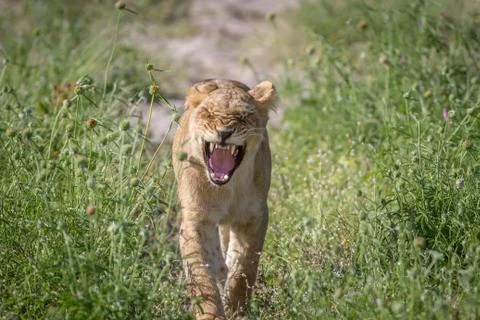 Lion walking towards the camera. Stock Photos