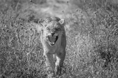 Lion walking towards the camera. Stock Photos