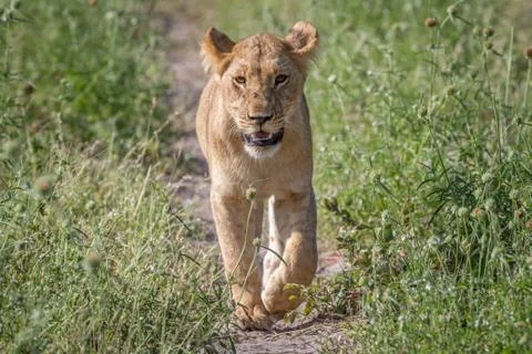 Lion walking towards the camera. Stock Photos