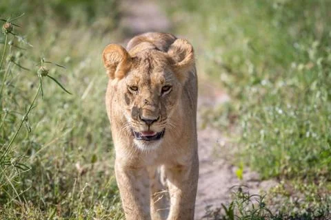 Lion walking towards the camera. Stock Photos