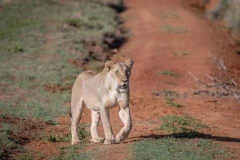 Lion walking towards the camera. Foto stock