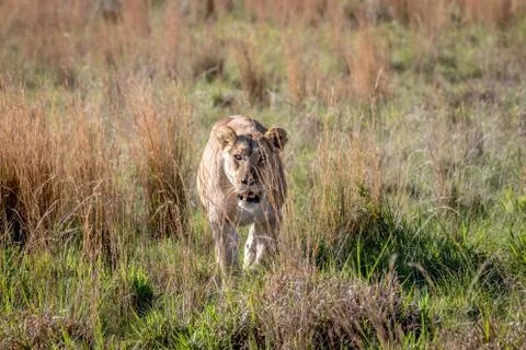 Lion walking towards the camera. Stock Photos