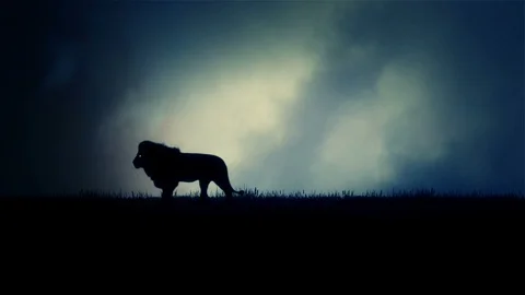 Lion Walking Under a Lightning Storm | Stock Video | Pond5