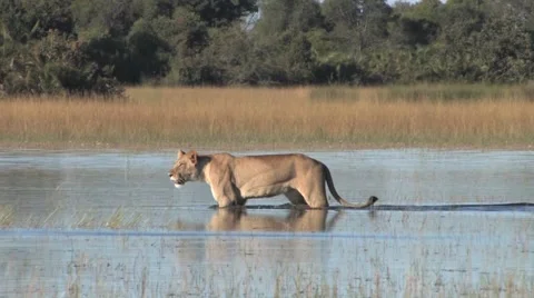 Lion Walking in Water Video stock 3477011