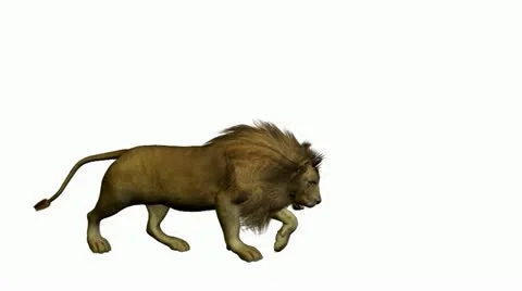Lion walking on a white background Stock Footage 10805510