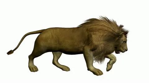 Lion walking on a white background Stock Footage 10805522