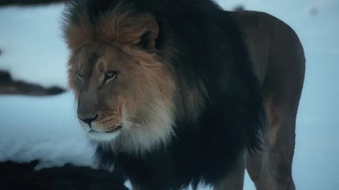 Lion walking in the winter forest alone Stock Footage 304848973