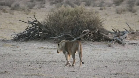 Lion walks away Video stock 80526268
