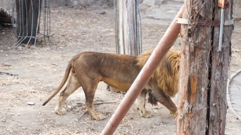 The lion walks back and forth The zoo lion Stock Footage 235472228