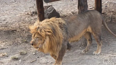The lion walks back and forth The zoo lion Stock Footage 235472382