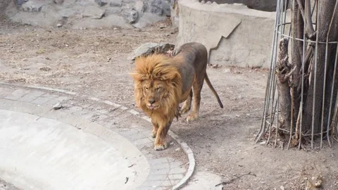 The lion walks back and forth The zoo lion Stock Footage 235472716