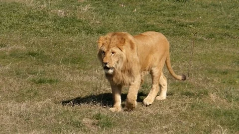 Lion walks on the grass middle plan Stock Footage 118972444