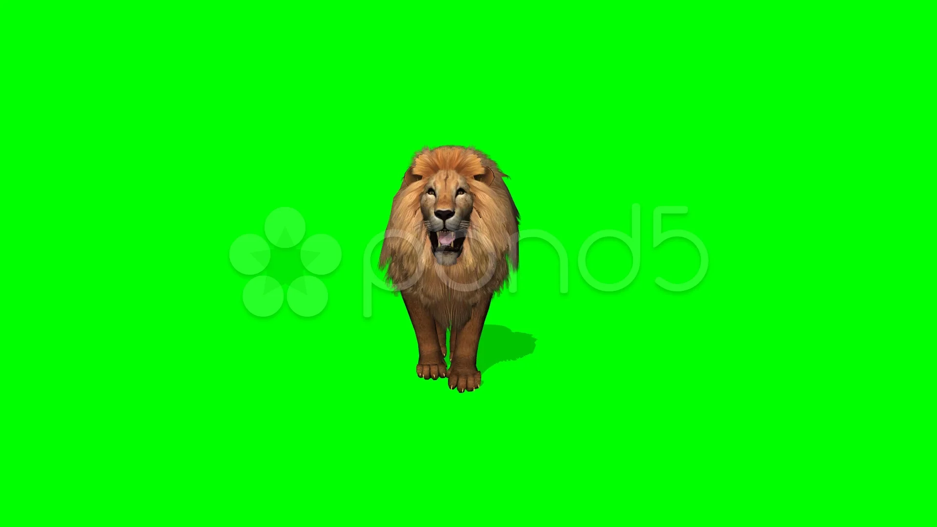 Male Lion  Best Green Screen ( Download Link ) on Make a GIF