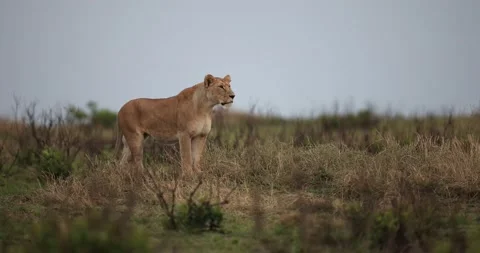 A lion walks in the savannah Stock Footage 162493973