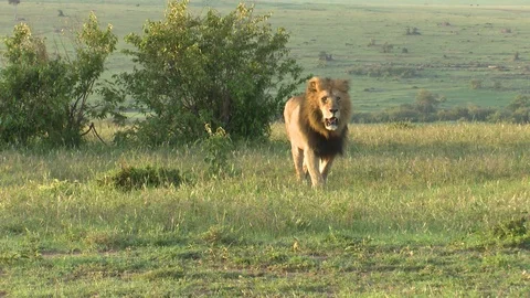 LION WALKS IN SUNLIGHT Video stock 90962429