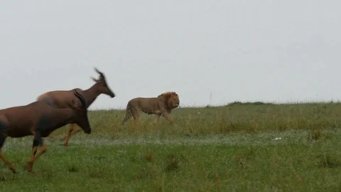 A lion walks with topi Stock Footage 122228507