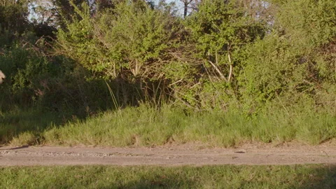 Lion walks trough frame Stock Footage 142238226