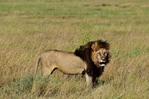 Lion watching at Serengeti Stock Photos