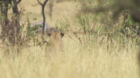 Lion watching zebra's Stock Footage 12653903