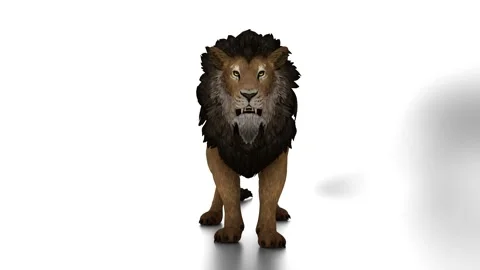 Lion on white background animation Stock Footage 307988184