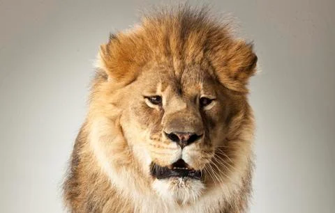 Lion on White Background Stock Photos