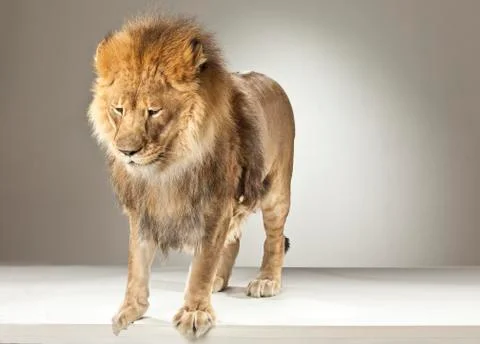 Lion on White Background Stock Photos