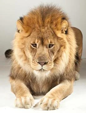 Lion on White Background Stock Photos