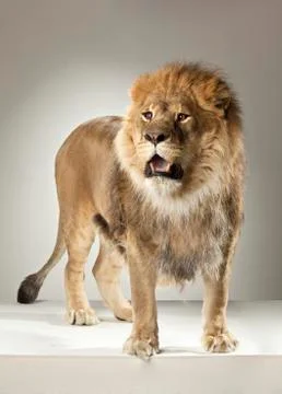 Lion on White Background Stock Photos