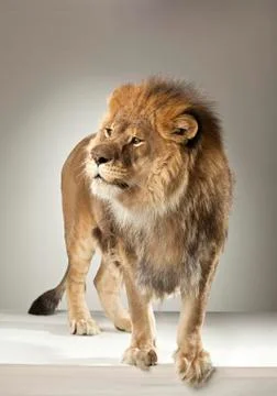Lion on White Background Stock Photos