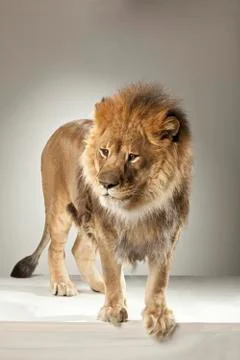 Lion on White Background Stock Photos