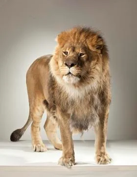 Lion on White Background Stock Photos