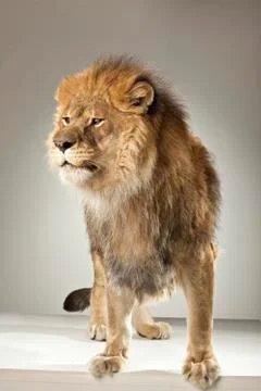 Lion on White Background Stock Photos