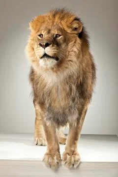 Lion on White Background Stock Photos