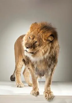 Lion on White Background Stock Photos