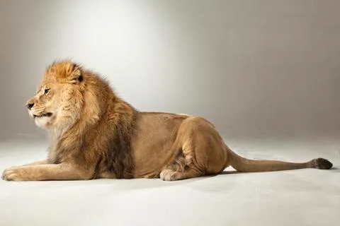 Lion on White Background Stock Photos