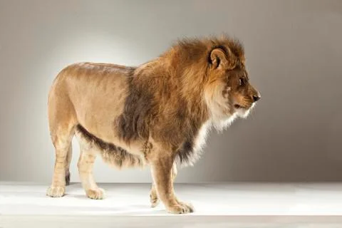 Lion on White Background Stock Photos