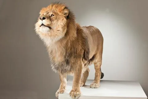 Lion on White Background Stock Photos