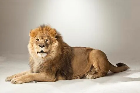 Lion on White Background Stock Photos