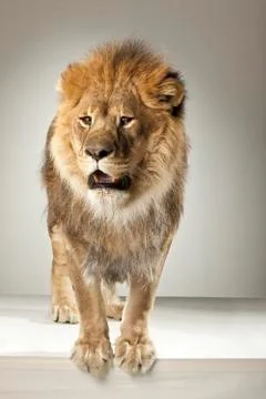 Lion on White Background Stock Photos