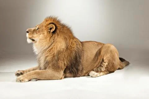 Lion on White Background Stock Photos