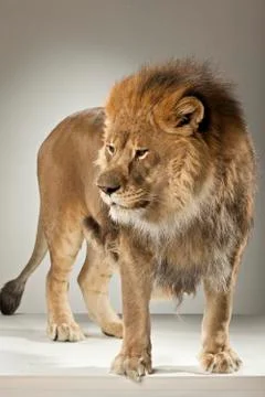 Lion on White Background Stock Photos