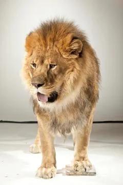 Lion on White Background Stock Photos
